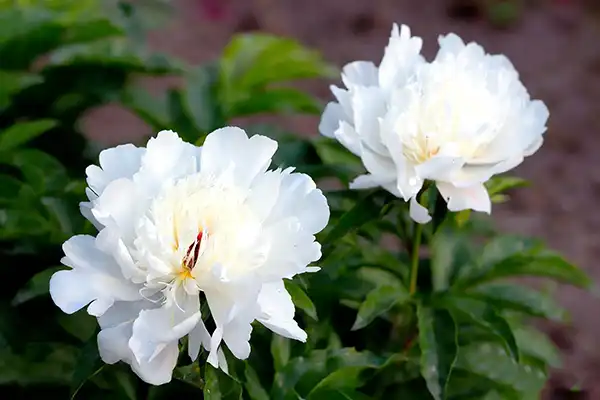 How Paeoniflorin Works in White Paeony Extract Benefits？